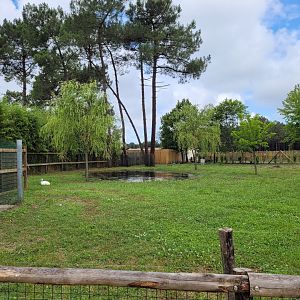 South American tapir and Greater rhea exhibit -Zoo du bassin d'Arcachon (2024)