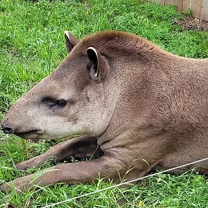 South American tapir -Zoo du bassin d'Arcachon (2024)