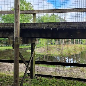 Malayan tapir and Bar-headed goose exhibit -Zoo du bassin d'Arcachon (2024)