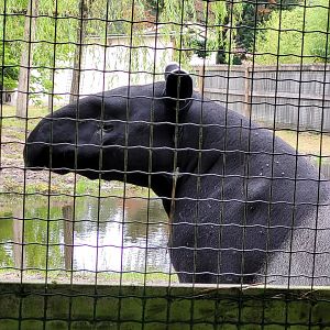 Malayan tapir -Zoo du bassin d'Arcachon (2024)