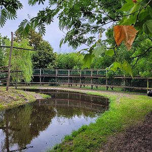 Malayan tapir and Bar-headed goose exhibit -Zoo du bassin d'Arcachon (2024)