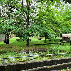 Himalayan red panda and Reeves muntjac exhibit -Zoo du bassin d'Arcachon (2024)