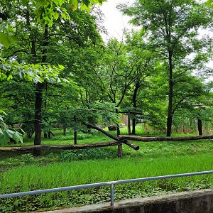 Himalayan red panda and Reeves muntjac exhibit -Zoo du bassin d'Arcachon (2024)