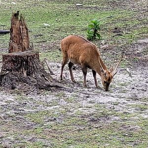 Common hog deer -Zoo du bassin d'Arcachon (2024)