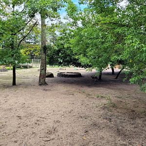 Red kangaroo, Bennett's wallaby and Common emu exhibit -Zoo du bassin d'Arcachon (2024)