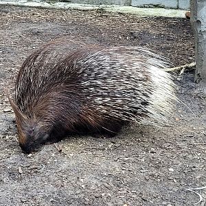 Indian crested porcupine -Zoo du bassin d'Arcachon (2024)