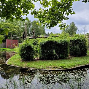 Siamang and Reeves muntjac exhibit -Zoo du bassin d'Arcachon (2024)