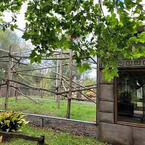 Hanuman's langur exhibit -Zoo du bassin d'Arcachon (2024)