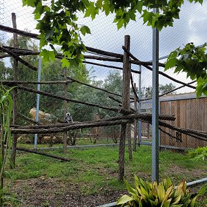Hanuman's langur exhibit -Zoo du bassin d'Arcachon (2024)