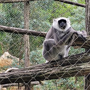 Hanuman's langur -Zoo du bassin d'Arcachon (2024)