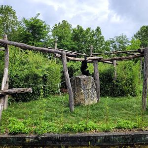 Siamang and Reeves muntjac exhibit -Zoo du bassin d'Arcachon (2024)