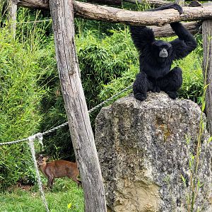 Siamang and Reeves muntjac -Zoo du bassin d'Arcachon (2024)