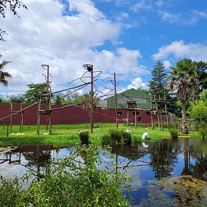 Bornean orangutan, White-handed gibbon and Dalmatian pelican exhibit -Zoo du bassin d'Arcachon (2024)