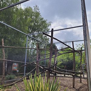Javan lutung exhibit -Zoo du bassin d'Arcachon (2024)