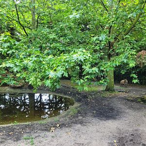 Spotted hyena exhibit -Zoo du bassin d'Arcachon (2024)