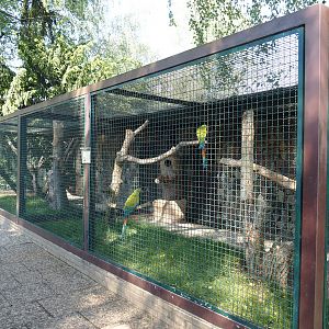 Great green macaw aviary, 2024-05-23