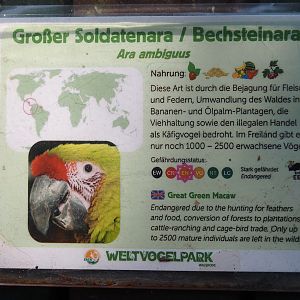 Example of signage - Great green macaw signage, 2024-05-23