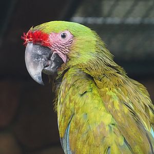 Great green macaw (Ara ambiguus), 2024-05-22