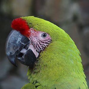 Great green macaw (Ara ambiguus), 2024-05-23