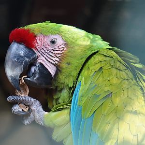 Great green macaw (Ara ambiguus), 2024-05-23