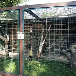 Scarlet macaw aviary, 2024-05-23