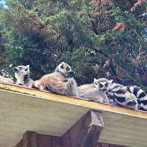 Ring-tailed lemurs -Zoo du bassin d'Arcachon (2024)