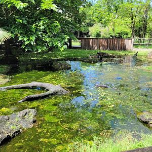 Asian short-clawed otter exhibit -Zoo du bassin d'Arcachon (2024)