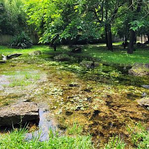 Asian short-clawed otter exhibit -Zoo du bassin d'Arcachon (2024)