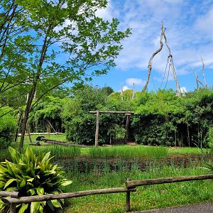Siamang exhibit -Zoo du bassin d'Arcachon (2024)