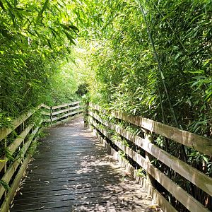 Road to orangutan house -Zoo du bassin d'Arcachon (2024)