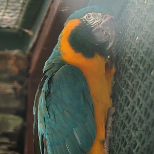 Blue-throated macaw (Ara glaucogularis), 2024-05-23