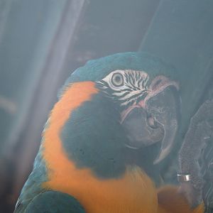 Blue-throated macaw (Ara glaucogularis), 2024-05-23