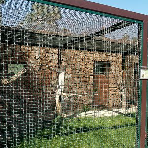 Red-fronted macaw aviary, 2024-05-23