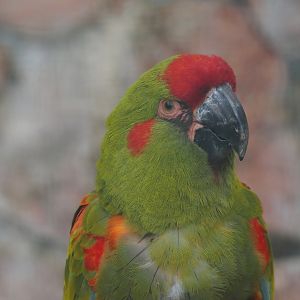 Red-fronted macaw (Ara rubrogenys), 2024-05-22