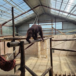 Bornean orangutan house upper view -Zoo du bassin d'Arcachon (2024)