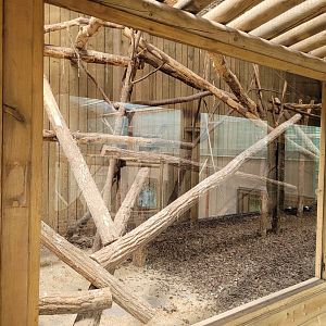 Javan chevrotain and Laughing kookaburra exhibit -Zoo du bassin d'Arcachon (2024)