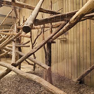 Javan chevrotain and Laughing kookaburra exhibit -Zoo du bassin d'Arcachon (2024)