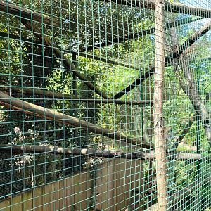Laughing kookaburra exhibit -Zoo du bassin d'Arcachon (2024)