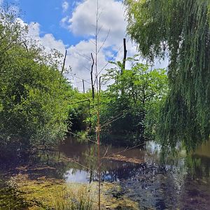 Lion-tailed macaque and Dalmatian pelican exhibit -Zoo du bassin d'Arcachon (2024)
