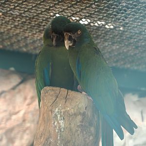 Blue-headed macaws (Primolius couloni), 2024-05-23