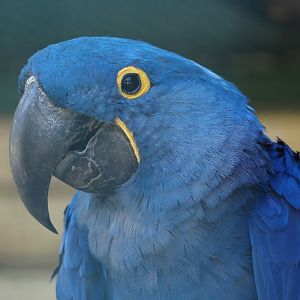 Hyacinth macaw (Anodorhynchus hyacinthinus), 2024-05-23