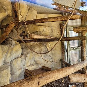 Linnaeus’ two-toed sloth, Lowland paca and White-faced saki indoors exhibit -Zoo du bassin d'Arcachon (2024)