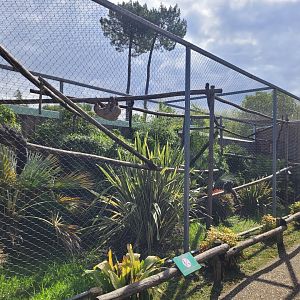 Linnaeus’ two-toed sloth, Lowland paca and White-faced saki exhibit -Zoo du bassin d'Arcachon (2024)