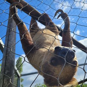 Linnaeus’ two-toed sloth -Zoo du bassin d'Arcachon (2024)