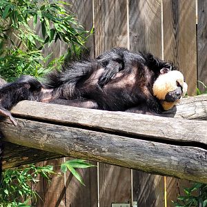 White-faced saki -Zoo du bassin d'Arcachon (2024)