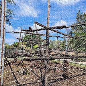 Yellow-breasted capuchin exhibit -Zoo du bassin d'Arcachon (2024)
