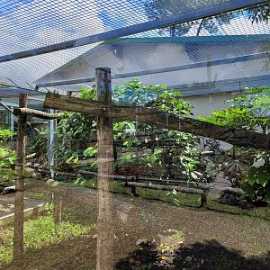 Bearded emperor tamarin exhibit -Zoo du bassin d'Arcachon (2024)