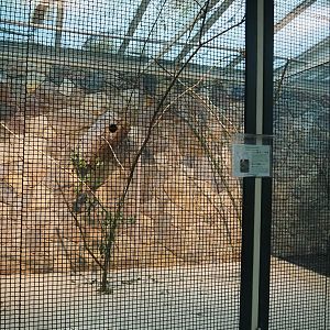 Cuban amazon aviary, 2024-05-22