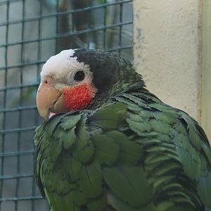 Cuban amazon (Amazona leucocephala leucocephala), 2024-05-23