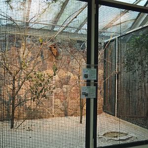Cuban parakeet and Painted bunting aviary, 2024-05-22